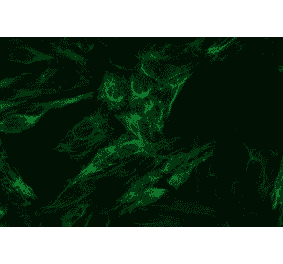 ICC - Anti-Cytokeratin 8 Antibody [C-43] (A86582)