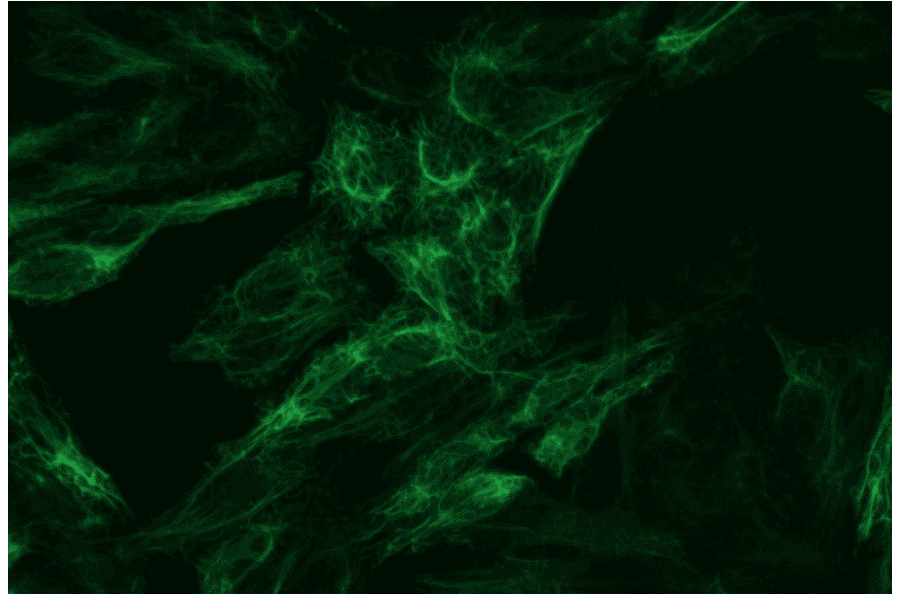 ICC - Anti-Cytokeratin 8 Antibody [C-43] (A86582)