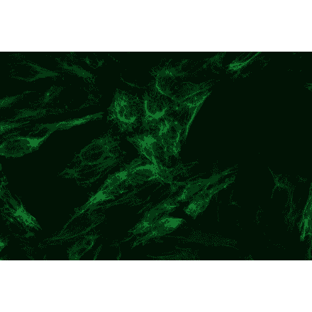 ICC - Anti-Cytokeratin 8 Antibody [C-43] (A86582)