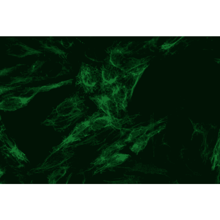 ICC - Anti-Cytokeratin 8 Antibody [C-43] (A86582)