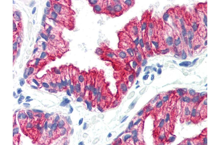 IHC - Anti-Cytokeratin 8 Antibody [C-43] (A86582)