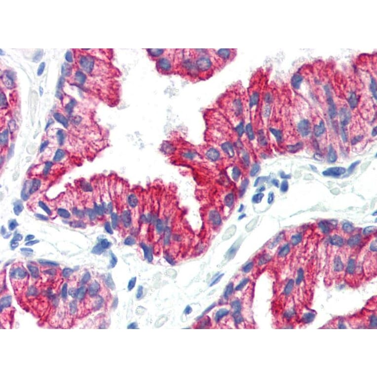 IHC - Anti-Cytokeratin 8 Antibody [C-43] (A86582)