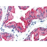IHC - Anti-Cytokeratin 8 Antibody [C-43] (A86582)