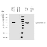 WB - Anti-Cytokeratin 18 Antibody [DA-7] (A86584)