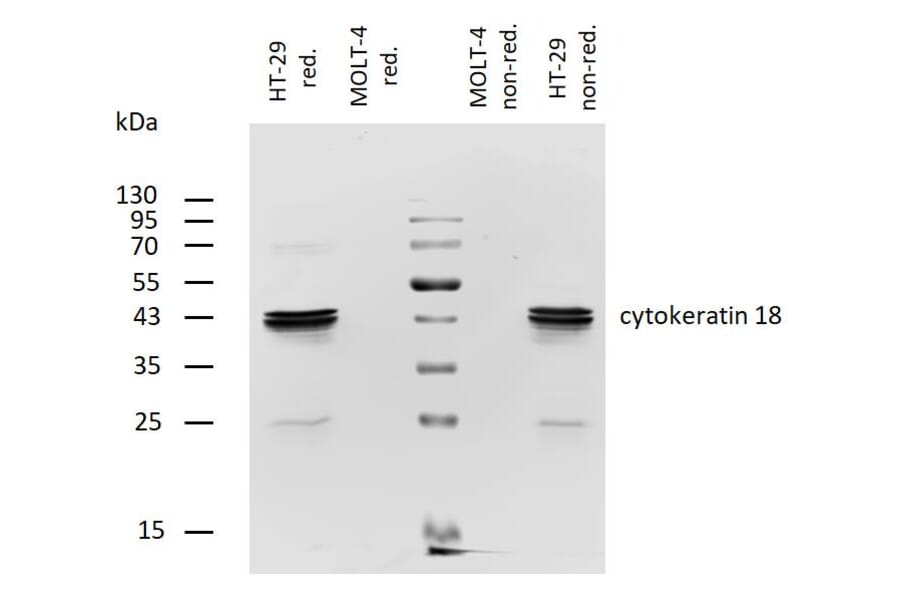 WB - Anti-Cytokeratin 18 Antibody [DA-7] (Biotin) (A86585)