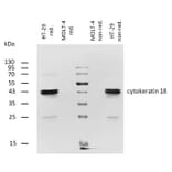 WB - Anti-Cytokeratin 18 Antibody [DA-7] (Biotin) (A86585)