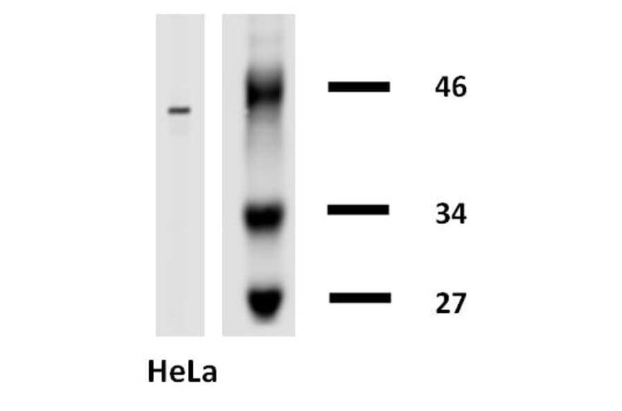 Western Blot - Anti-Cytokeratin 18 Antibody [DA-7] (Biotin) (A86584) - Antibodies.com