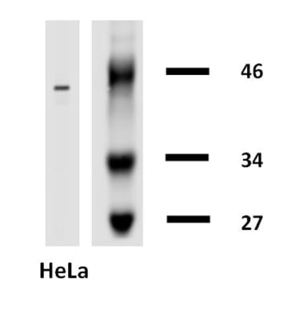 Western Blot - Anti-Cytokeratin 18 Antibody [DA-7] (Biotin) (A86584) - Antibodies.com