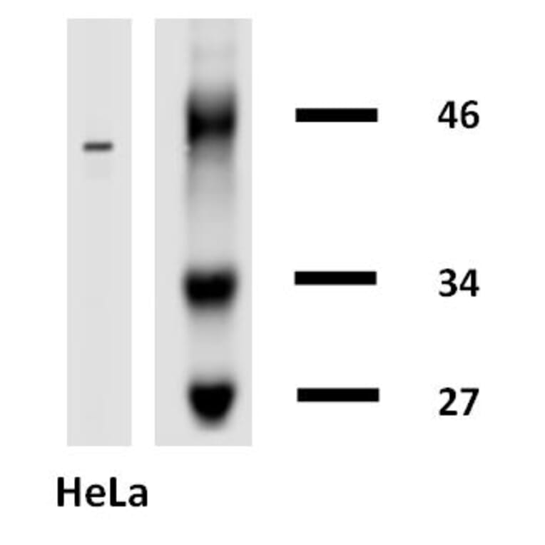 Western Blot - Anti-Cytokeratin 18 Antibody [DA-7] (Biotin) (A86584) - Antibodies.com