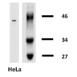 Western Blot - Anti-Cytokeratin 18 Antibody [DA-7] (Biotin) (A86584) - Antibodies.com
