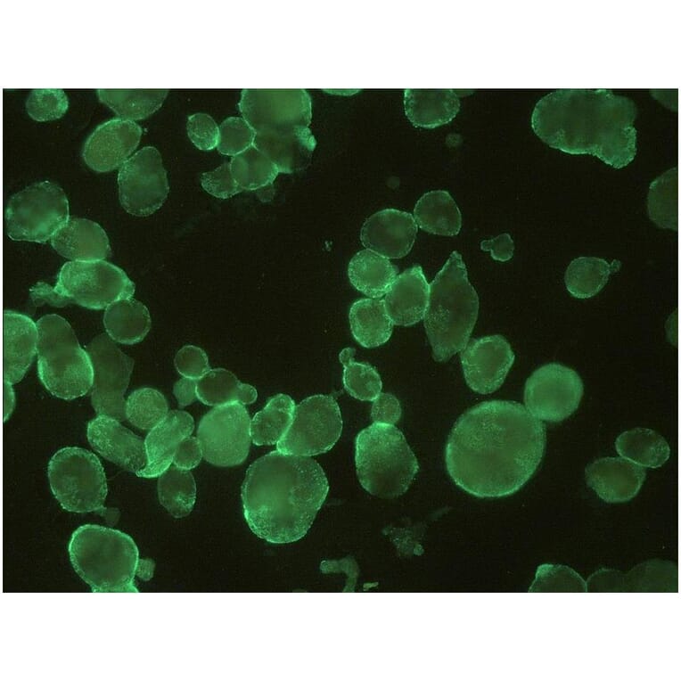ICC - Anti-HSV1 + HSV2 gB Antibody [T111] (A86587)