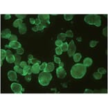 ICC - Anti-HSV1 + HSV2 gB Antibody [T111] (A86587)