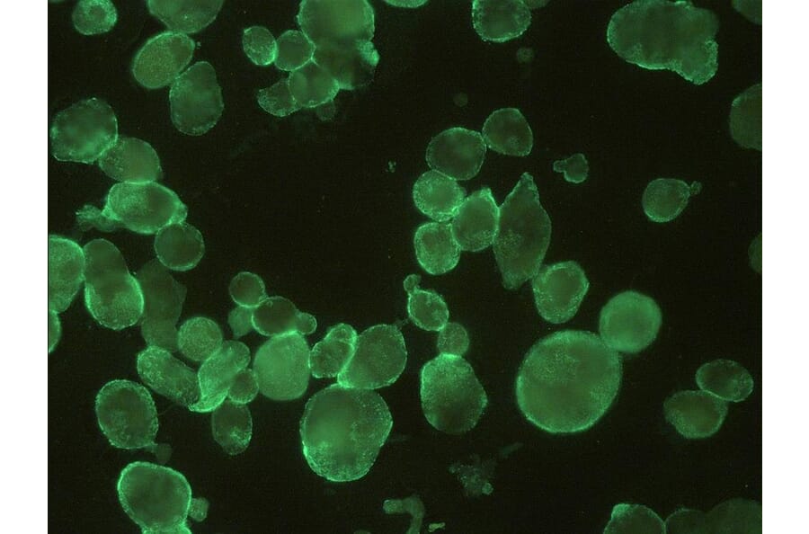 Immunocytochemistry - Anti-HSV1 + HSV2 gB Antibody [T111] (A86586) - Antibodies.com