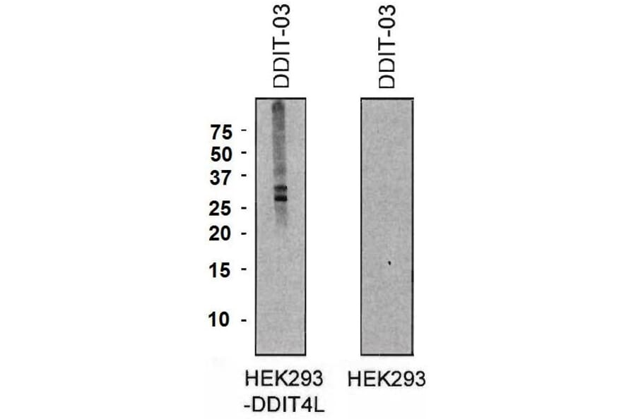 WB - Anti-DDIT4L/REDD2 Antibody [DDIT-03] (A86588)
