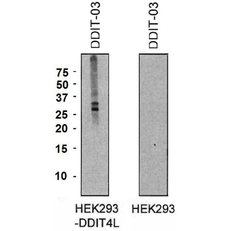 WB - Anti-DDIT4L/REDD2 Antibody [DDIT-03] (A86588)