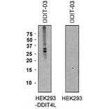 WB - Anti-DDIT4L/REDD2 Antibody [DDIT-03] (A86588)
