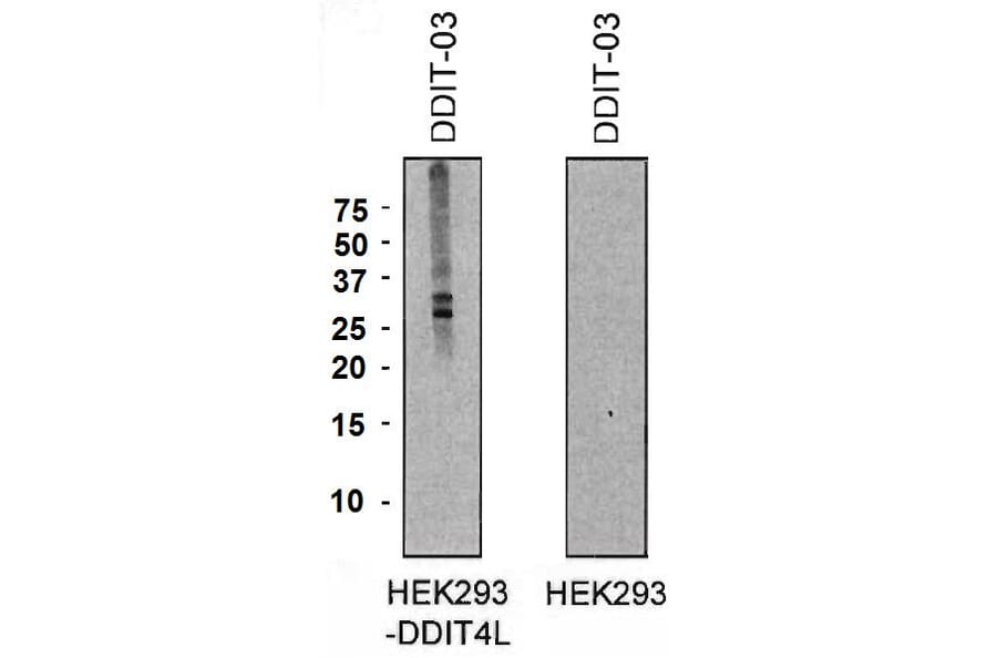 Western Blot - Anti-DDIT4L Antibody [DDIT-03] (A86587) - Antibodies.com