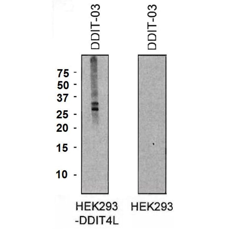 Western Blot - Anti-DDIT4L Antibody [DDIT-03] (A86587) - Antibodies.com
