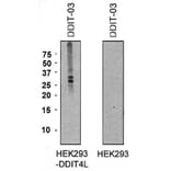 Western Blot - Anti-DDIT4L Antibody [DDIT-03] (A86587) - Antibodies.com