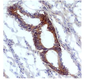 IHC - Anti-Nitrotyrosine Antibody [EM-30] (A86604)