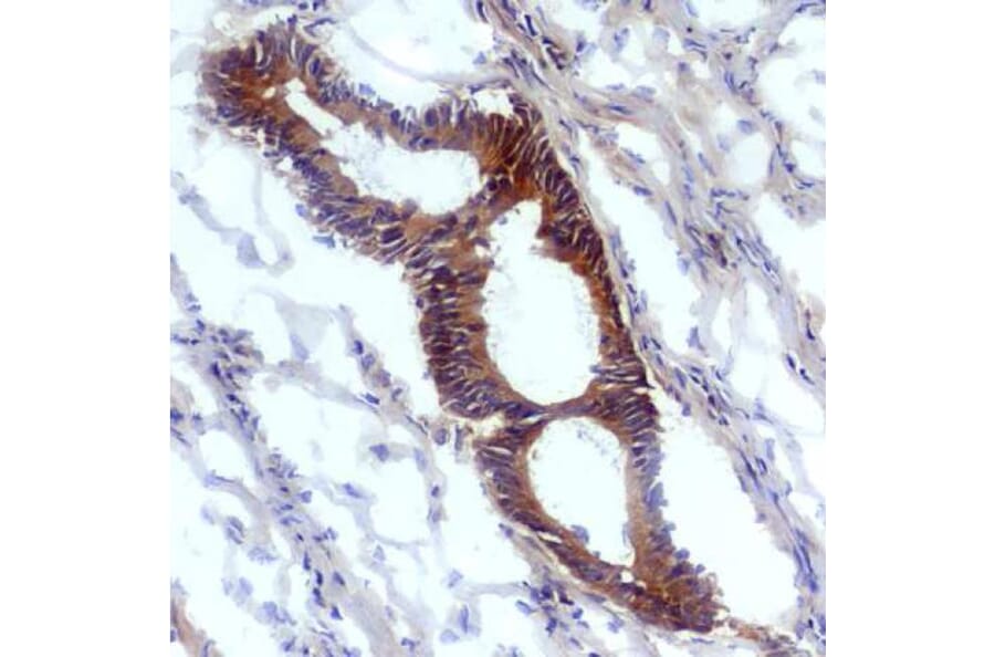 Immunohistochemistry - Anti-Nitrotyrosine Antibody [EM-30] (A86602) - Antibodies.com