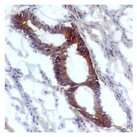 Immunohistochemistry - Anti-Nitrotyrosine Antibody [EM-30] (A86602) - Antibodies.com