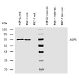 WB - Anti-AGPS Antibody [AGPS-03] (A86612)