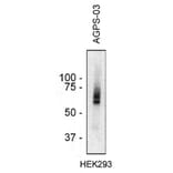 Western Blot - Anti-AGPS Antibody [AGPS-03] (A86609) - Antibodies.com