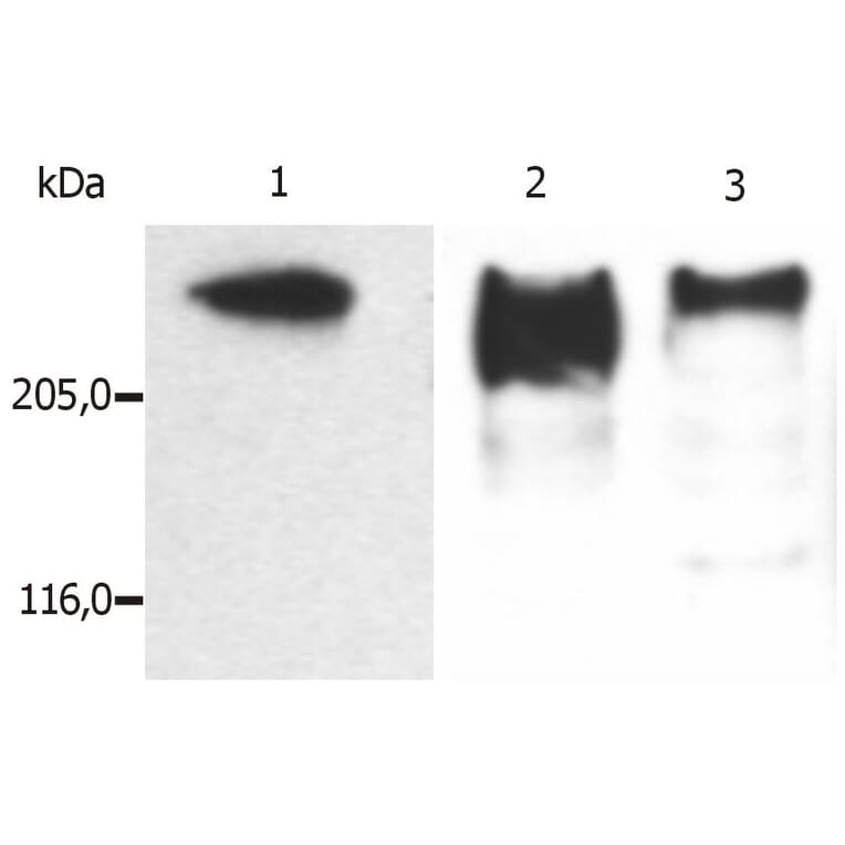 WB - Anti-MAP2 Antibody [MT-07] (A86618)