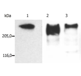 Western Blot - Anti-MAP2 Antibody [MT-07] (A86616) - Antibodies.com