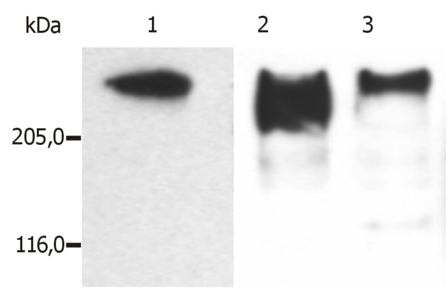 Western Blot - Anti-MAP2 Antibody [MT-07] (A86616) - Antibodies.com