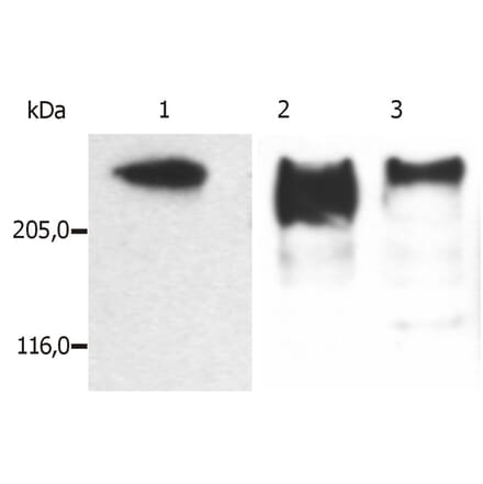 Western Blot - Anti-MAP2 Antibody [MT-07] (A86616) - Antibodies.com