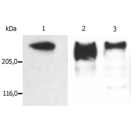 WB - Anti-MAP2 Antibody [MT-08] (A86619)