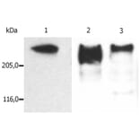 WB - Anti-MAP2 Antibody [MT-08] (A86619)