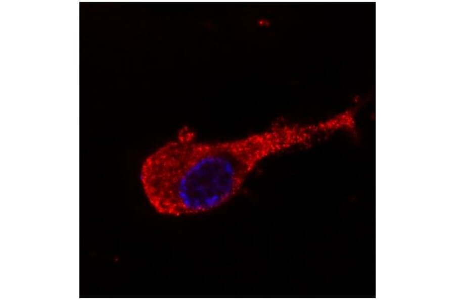 ICC - Anti-Neurofilament M Antibody [NF-09] (A86621)