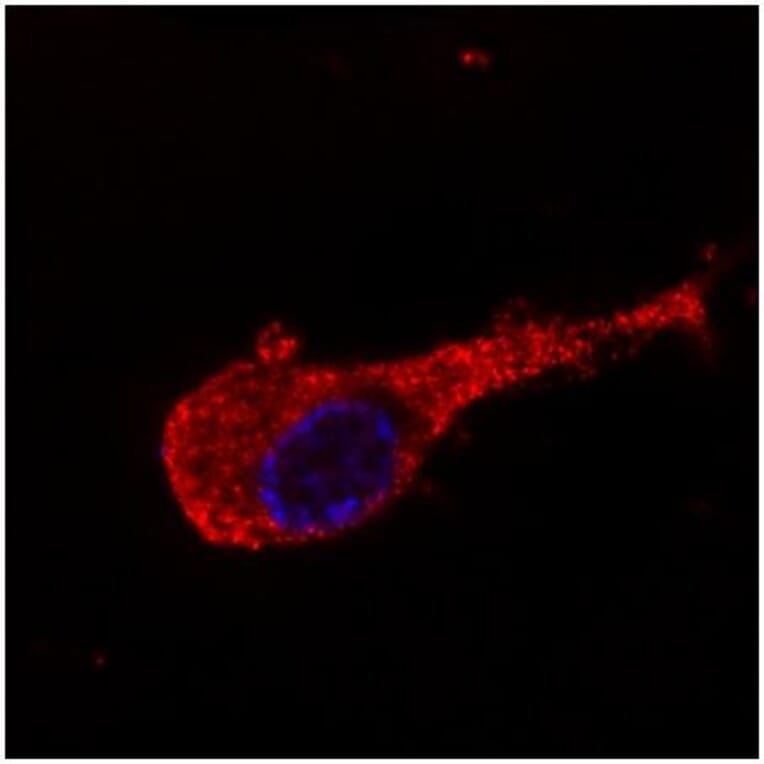 ICC - Anti-Neurofilament M Antibody [NF-09] (A86621)