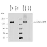 WB - Anti-Neurofilament M Antibody [NF-09] (A86621)