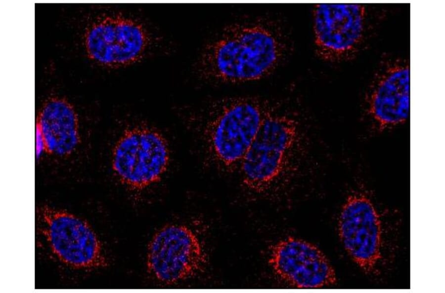 ICC - Anti-STIM1 Antibody [CDN3H4] (A86629)