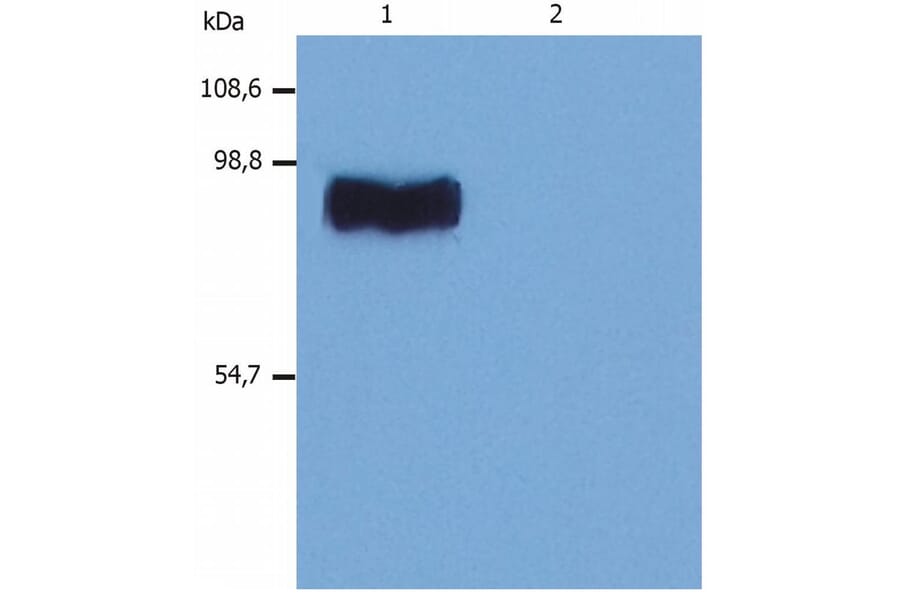 WB - Anti-STIM1 Antibody [CDN3H4] (A86629)