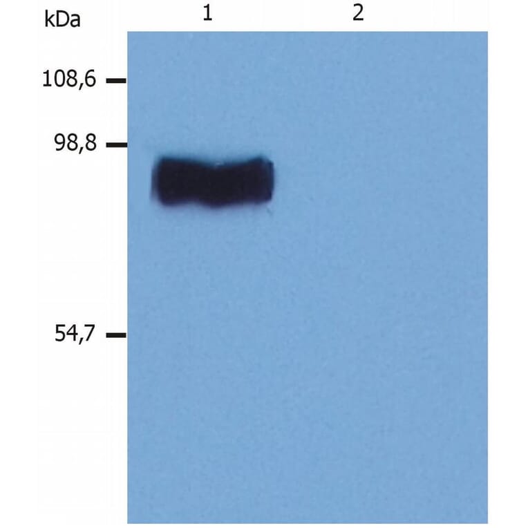 WB - Anti-STIM1 Antibody [CDN3H4] (A86629)