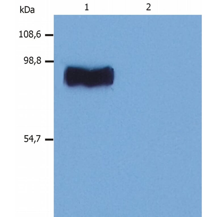 Western Blot - Anti-STIM1 Antibody [CDN3H4] (A86629) - Antibodies.com