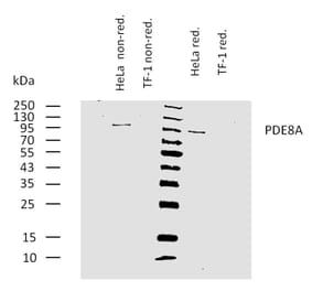 WB - Anti-PDE8A Antibody [EM-52] (A86630)