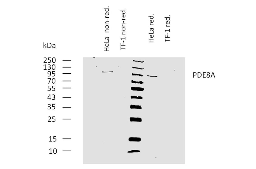 WB - Anti-PDE8A Antibody [EM-52] (A86630)