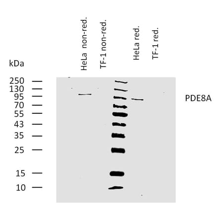 WB - Anti-PDE8A Antibody [EM-52] (A86630)