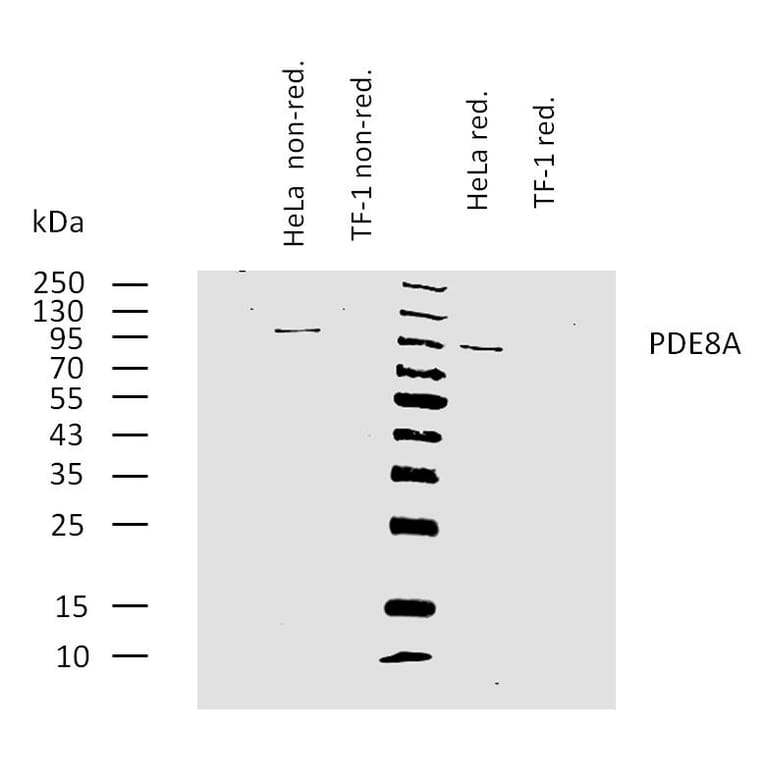 WB - Anti-PDE8A Antibody [EM-52] (A86630)