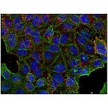 ICC - Anti-Clathrin Heavy Chain Antibody [BF-06] (A86631)