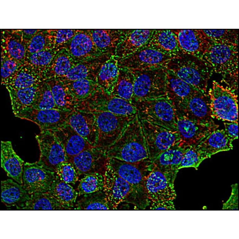 Immunocytochemistry - Anti-Clathrin Heavy Chain Antibody [BF-06] (A86630) - Antibodies.com