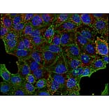 Immunocytochemistry - Anti-Clathrin Heavy Chain Antibody [BF-06] (A86630) - Antibodies.com
