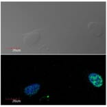 ICC - Anti-Ki67 Antibody [Ki-67] (A86644)