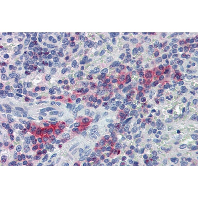 Immunohistochemistry - Anti-LIME Antibody (A86644) - Antibodies.com